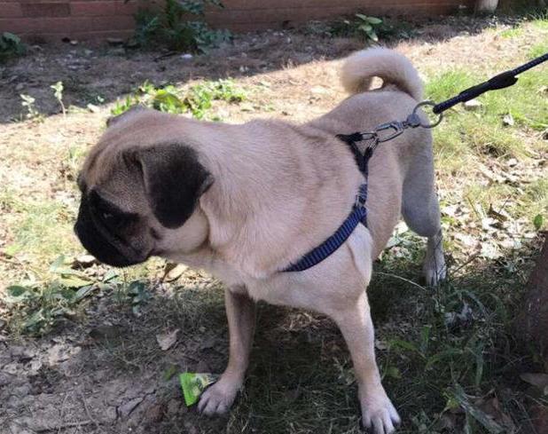 巴哥犬怎么训练(巴哥犬刚开始养就后悔)