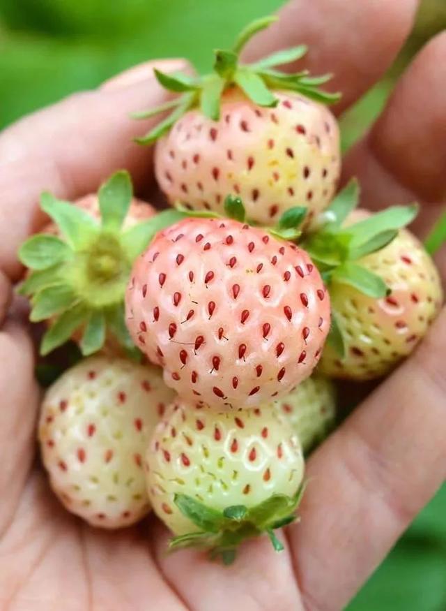 菠萝草莓种植方法，奶白色的果子看着就诱人