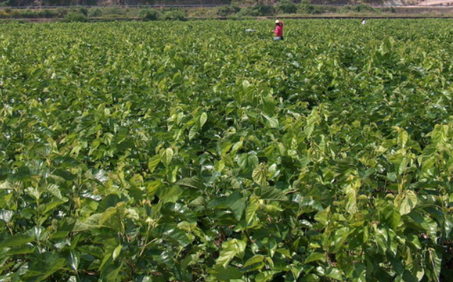 桑叶有什么功效和作用，桑叶的功效与作用有哪些（居然还有这种功能）
