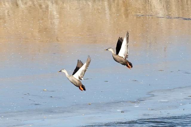 野鸭的种类有哪些，野鸭子有哪几种（TA就是野鸭中最靓的仔）