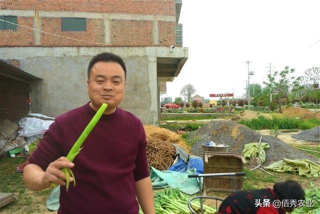 贡菜是莴笋做的吗，贡菜是不是莴笋做的（农村有种作物被称为“贡菜”）