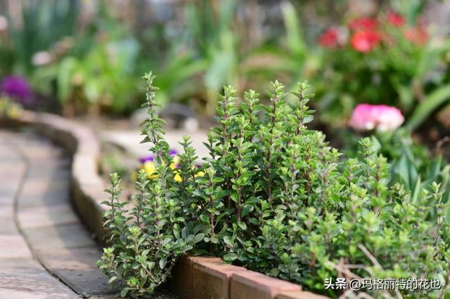 薰衣草如何过冬，薰衣草怎样过冬（西餐料理中常见的几种香草）