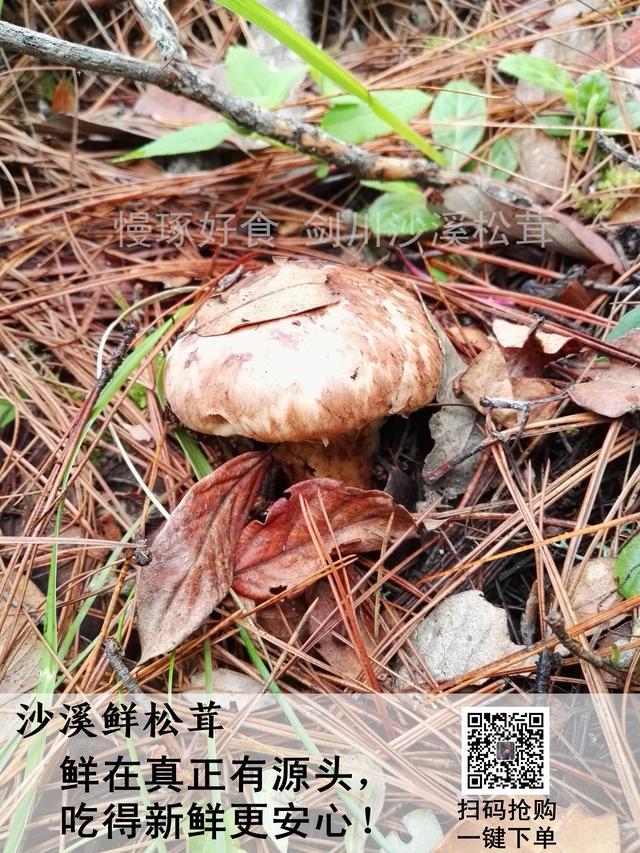 松茸菇的功效与作用，松茸菇（松茸——秋冬进补最好的野生菌）