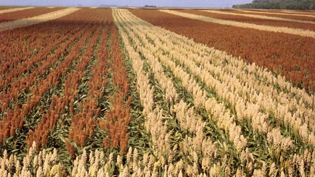 madam怎么读，madam怎么读英语（新概念一单词104-111课我拆你看）