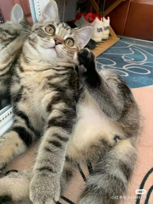 可爱表情包.抱我的小猫腿舔我的jio，微信头像，可爱表情包.抱我的小猫腿舔我的jio（却把评论区逼成了恋jio癖哈哈哈）