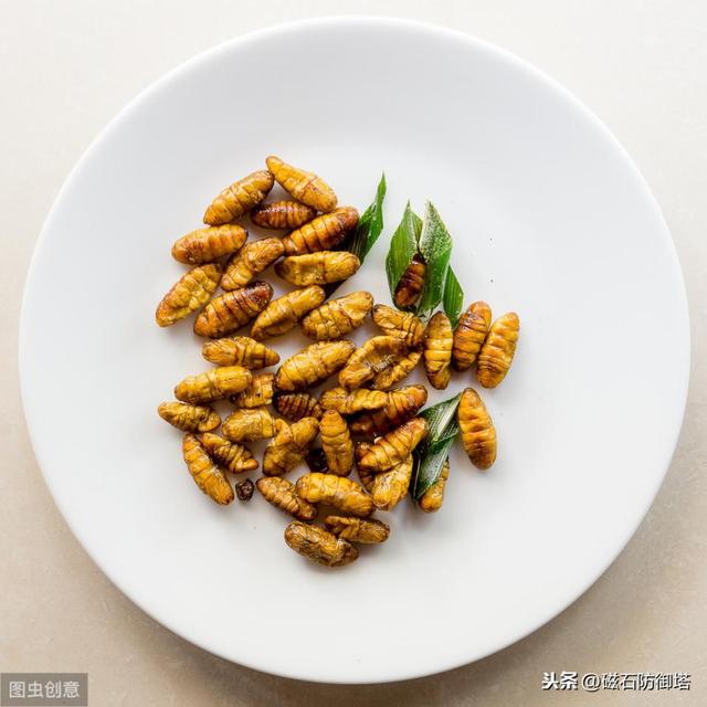 蚕变成蛾的过程（神奇动物之丝绸之路的起源——蚕宝宝变形记）