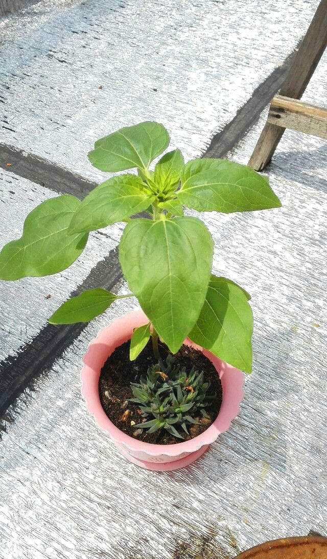 向日葵几月份开花(养护时需要注意这几点)