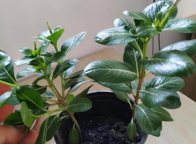 长春花的养殖方法和注意事项，长春花的养殖方法和注意事项长寿花