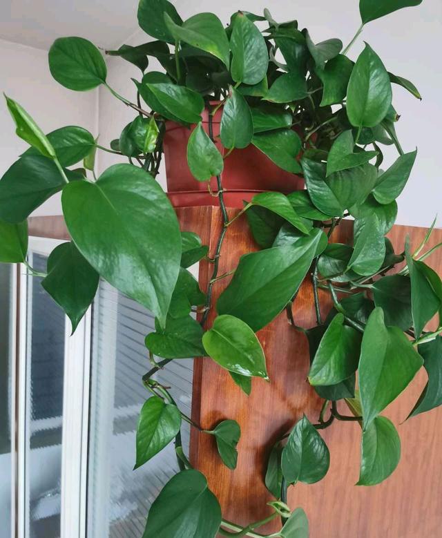 绿萝喜欢阳光吗，绿萝喜欢在什么样的环境中生长（养好绿萝太简单了）