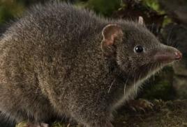 动物繁衍大全42，动植物好词好句（盘点这些动物的奇葩交配）