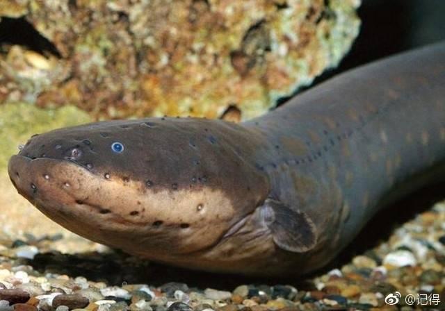 有益的动物有哪些，有益的动物有哪些名称是（其中有一种你绝对猜不到的）