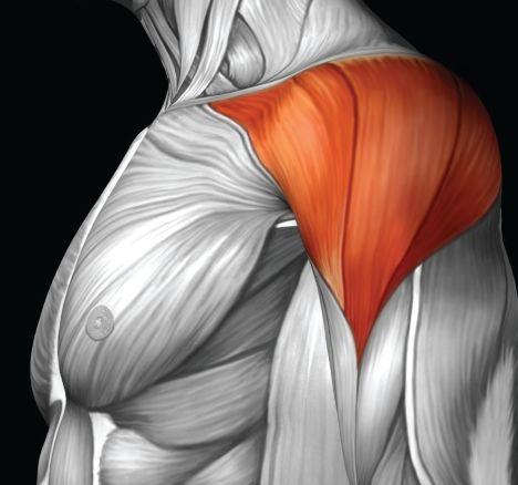 三角肌和斜方肌怎么一起练，三角肌和斜方肌几天练一次好（练好能撑起你的“男人味”）