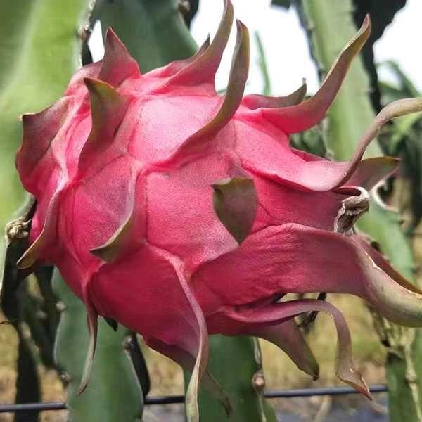 火龙果和什么一起榨汁好喝？饮用火龙果汁有什么好处？-起舞食谱网