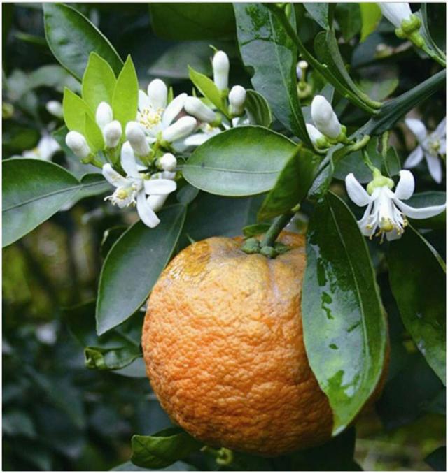 积实和积壳有什么区别，枳壳的功效与作用（用于治疗不同的疾病）