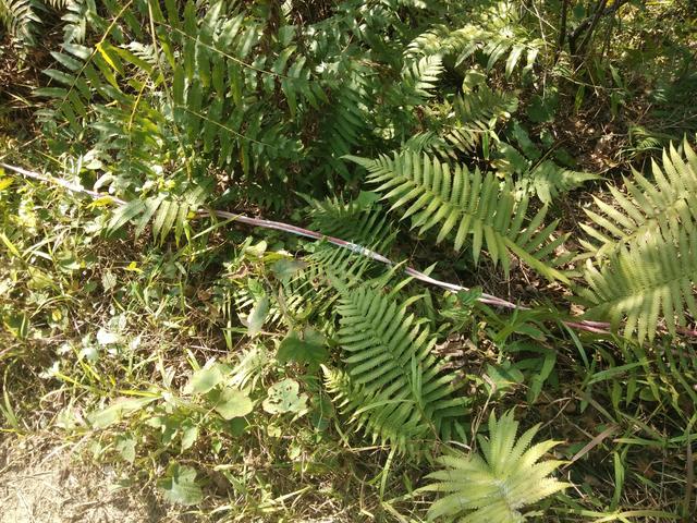 水往低处流是什么原理，水为什么往下处流（水为什么能长久向高处流）