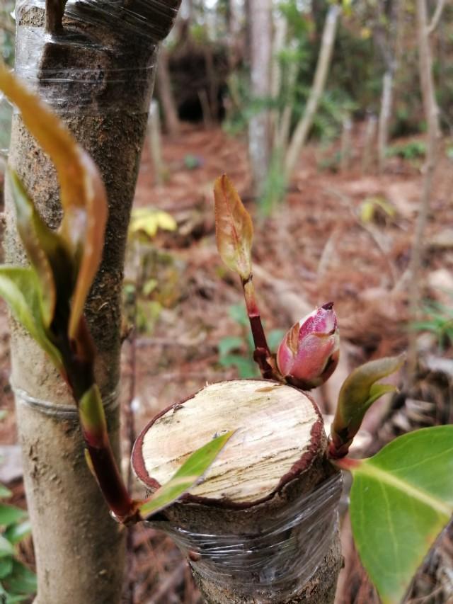 油茶樹嫁接茶花,老油茶嫁接茶花缺點(村民將油茶樹變成山茶花樹)