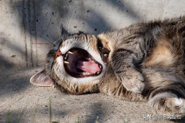 跳蚤怕水吗，跳蚤怕花露水吗（怎样去除猫咪身上的虱子）