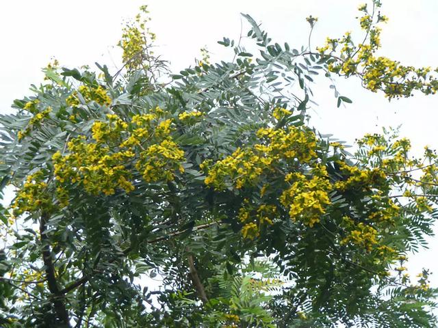 树木名称，知识，铁刀木与铁力木的区别（100种树木名称）