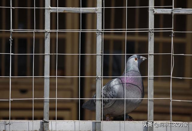 信鸽赛事直播网，中国信鸽赛事直播网（使用信鸽足环查询就可以解决问题）