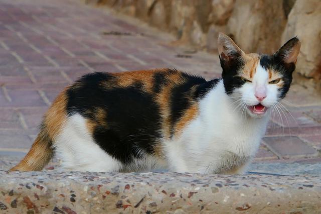 猫豹是什么动物，豹猫是什么样的动物（区分猫亚科与豹亚科动物的方法是看能不能咆哮）