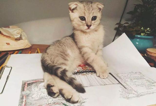 emmmmm是什么意思，emmmmm什么意思（喵叫原是猫与人沟通的独特语言）