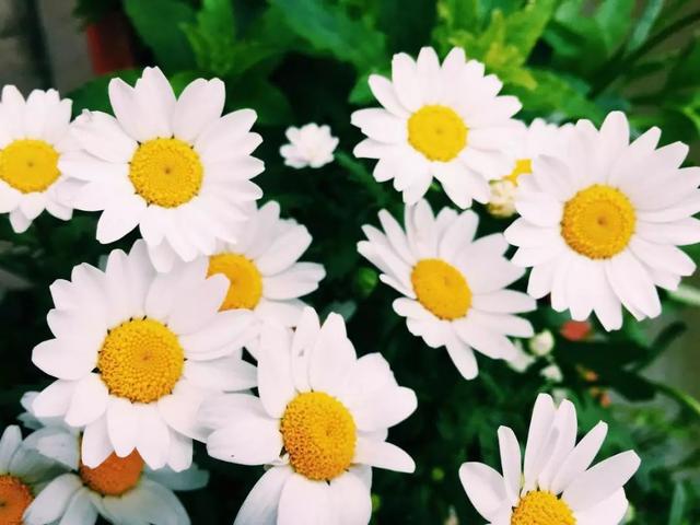 国花是什么，世界各国国花<第一辑>（俄罗斯的国花是什么）