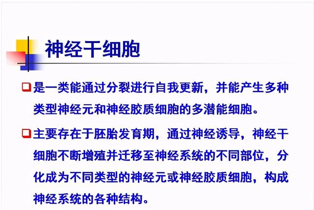 大脑杏仁体解剖图，高清大脑解剖图谱