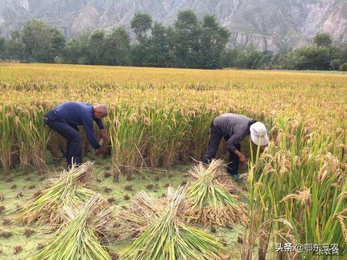 立秋是什么时候，2021年立秋是什么时候（今年立秋是“热暑秋”）