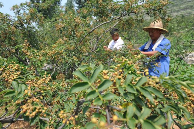 立秋会下雨吗，立秋会下雨嘛（俗语“立秋不下雨）