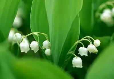 各种花的花语寓意及图片，各种花的花语寓意及图片欣赏（100种花的花语：养养眼）