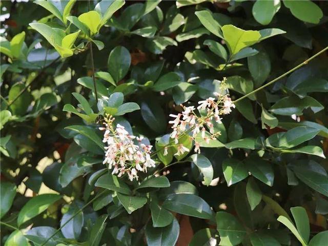 家里有鼻涕虫怎么消灭，鼻涕虫怎么彻底消灭（自制天然杀虫水）