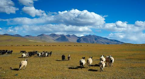 可可西里在哪里，可可西里在哪里属于哪个省（人世间最后的原始乐园——可可西里）