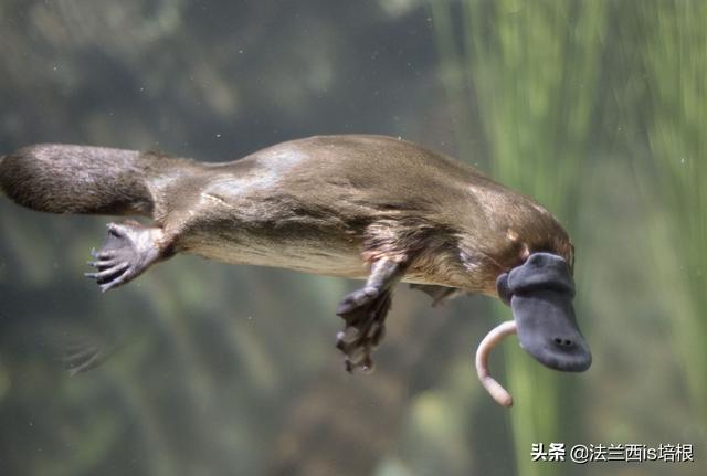 鸭嘴兽是哺乳动物吗，为什么说鸭嘴兽是哺乳动物（不，啥都没有的鸭嘴兽也能喂奶）