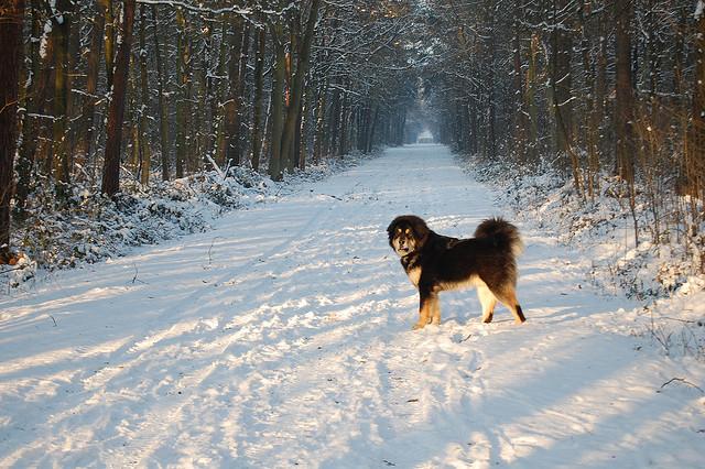 十大最护主的狗，十大最护主的狗大型犬（十种尽忠职守的护卫犬）