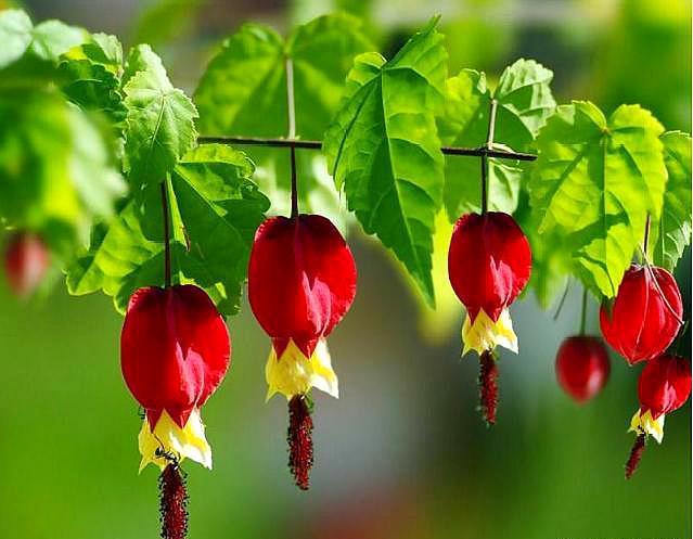 家中养什么花好，室内适合养什么花（9种洋气花）