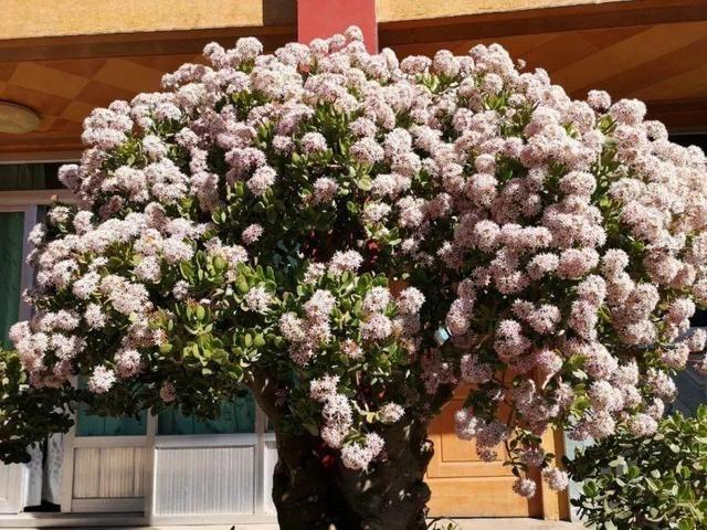 铁树开花的寓意和象征意义，铁树开花寓意和象征意义是什么（老人常说“7树开花）