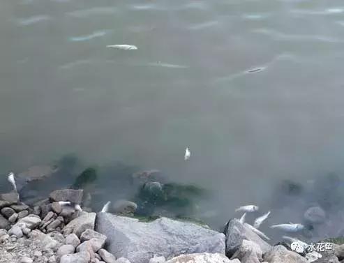 用什么农药药鱼，用什么农药药鱼最厉害（常用鱼药的优缺点与药用量及品种禁忌）