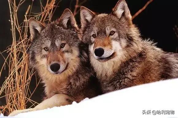 哈士奇和狼的区别有哪些，狼与哈士奇的区别（哈士奇与狼的区别）