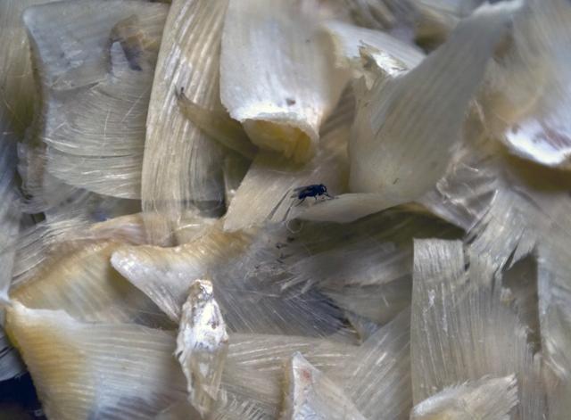 鱼翅汤怎么做，做鱼汤怎么做好吃（600元一碗鱼翅汤）