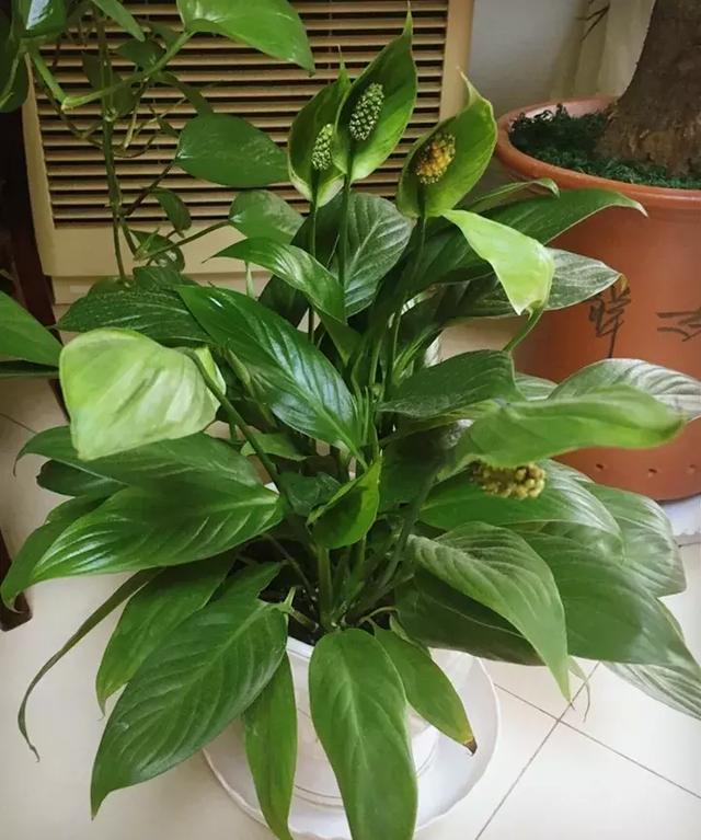 绿萝好养吗,绿萝怎样栽培(绿萝竟然排在倒数第1) 绿萝好养吗,绿萝怎样栽培(绿萝竟然排在倒数第1)