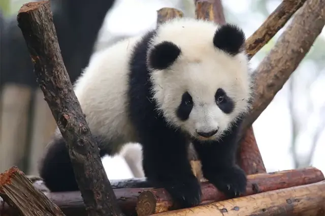 哈哈哈，精致熊猫女孩的一天。，哈哈哈哈哈第一季免费观看（，“猪猪”女孩——“雅竹”图片）