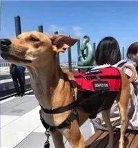 红贵宾（红贵宾犬），被称为“最聪明狗狗”的红贵宾曾因好动