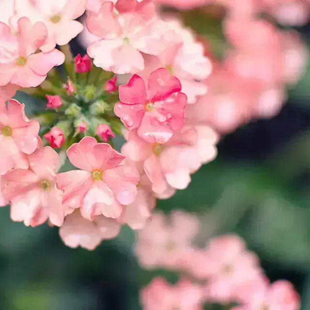 各种花开放的时间（100种常见花的花开时间附图）