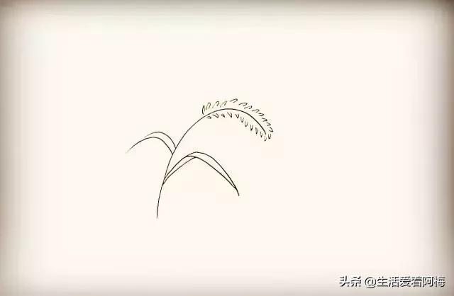 小草怎么画简笔画，小草怎么画简笔画图片 可爱（9步骤画狗尾巴草）