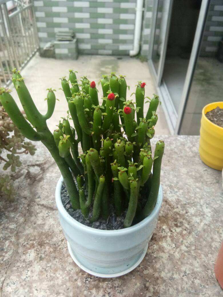 什么多肉有毒家里不能养(千万不能碰) - 彝家农业网