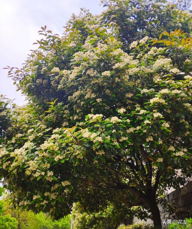 石楠花，石楠花——花中污王（石楠花的味道是什么梗）