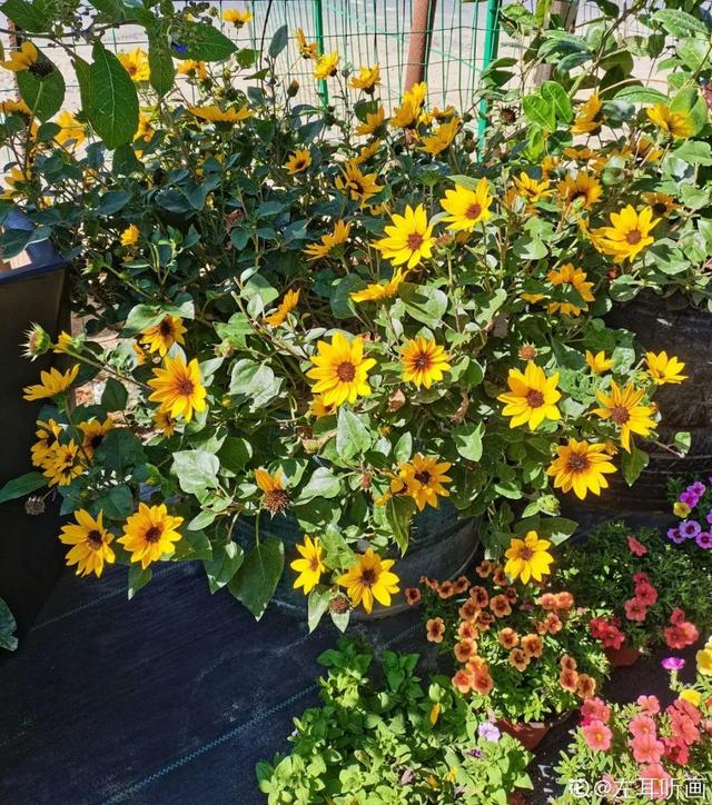 紫薇花什么季节开花，紫薇什么时候开花（温度高也不休眠）