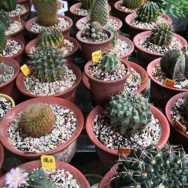 仙人球怎么移栽，仙人球怎样移栽移植和养护（掰个仙人球小侧芽）