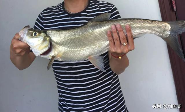 梦见钓到很多鱼，梦见钓到很多大鱼是什么兆头（你钓鱼有过什么“意外收获”）