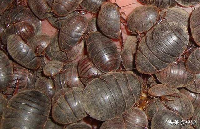 土元养殖注意哪些事项，土元繁殖注意事项（土元养殖实用技术）